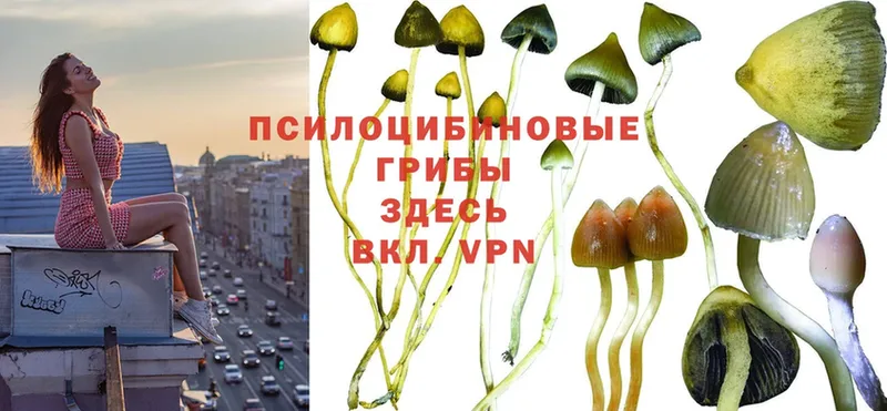 Галлюциногенные грибы Psilocybe  omg рабочий сайт  Лабытнанги  купить наркотики цена 